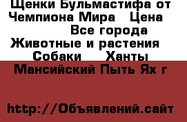 Щенки Бульмастифа от Чемпиона Мира › Цена ­ 1 000 - Все города Животные и растения » Собаки   . Ханты-Мансийский,Пыть-Ях г.